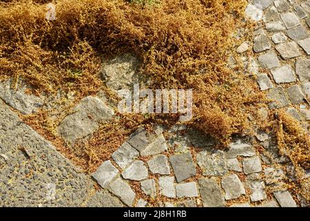 Polline europeo di quercia sul marciapiede Foto Stock