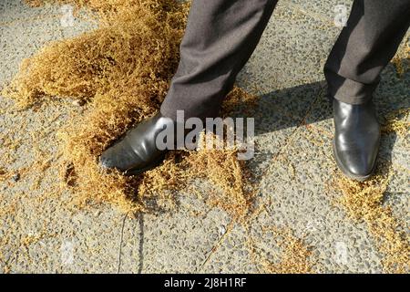 Polline europeo di quercia sul marciapiede Foto Stock