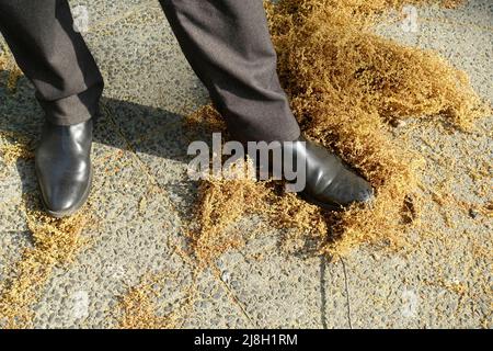 Polline europeo di quercia sul marciapiede Foto Stock