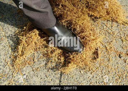 Polline europeo di quercia sul marciapiede Foto Stock