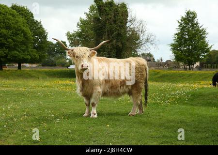 Stroud, Regno Unito, 16th maggio 2022. UK Weather.Mid temperature e venti blustery sul Minchinhampton comune come le mucche sono di nuovo a pascolare sulle praterie Gloucestershire antica per l'estate. Gloucestershire. Credit: Gary Learmonth Alamy / Live News Foto Stock