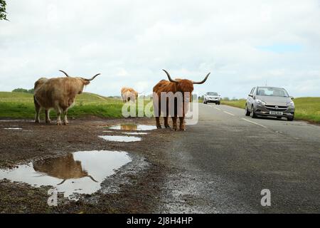 Stroud, Regno Unito, 16th maggio 2022. UK Weather.Mid temperature e venti blustery sul Minchinhampton comune come le mucche sono di nuovo a pascolare sulle praterie Gloucestershire antica per l'estate. Gloucestershire. Credit: Gary Learmonth Alamy / Live News Foto Stock
