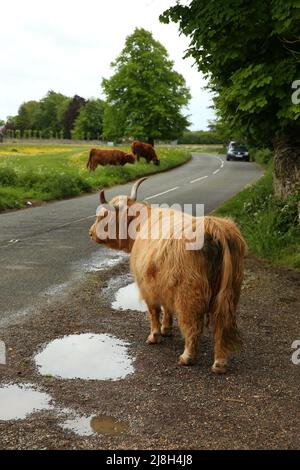 Stroud, Regno Unito, 16th maggio 2022. UK Weather.Mid temperature e venti blustery sul Minchinhampton comune come le mucche sono di nuovo a pascolare sulle praterie Gloucestershire antica per l'estate. Gloucestershire. Credit: Gary Learmonth Alamy / Live News Foto Stock