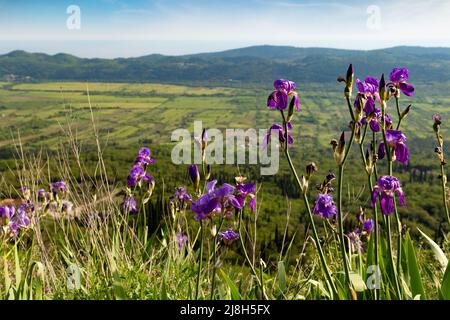 Iris fiori su sentiero di montagna tra verdi colline in una calda giornata estiva, la regione della Dalmazia. Croazia. Foto Stock