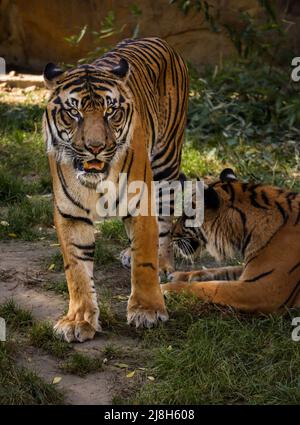 La tigre malese si trova nello Zoo con bocca aperta. Panthera Tigris Tigris è un animale minacciato. Foto Stock