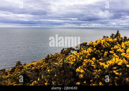 Vista del paesaggio con Gorse Ulex europaeus in primo piano da Rame Head Peninsula, Cornovaglia, Regno Unito Foto Stock