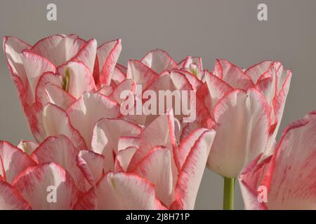 Tulipani bianchi con strisce rosse sui petali sullo sfondo grigio sfocato. Due tulipani colorati fiori primo piano Foto Stock