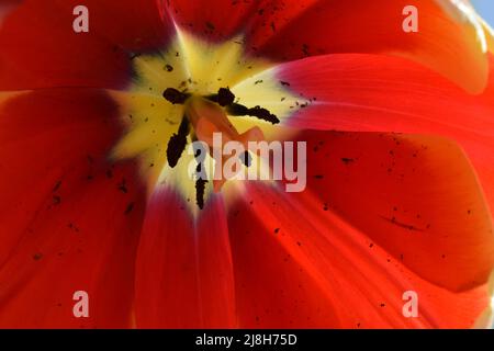 Testa di fiore di tulipano rosso. Testa a tulipano aperta con fistils e stamens. Immagine macro vista dall'alto. Primo piano di fondo floreale in rosso con giallo e blac Foto Stock