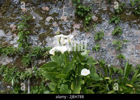 Mentre Calla Arum Lily sta crescendo contro il vecchio muro di pietra Foto Stock