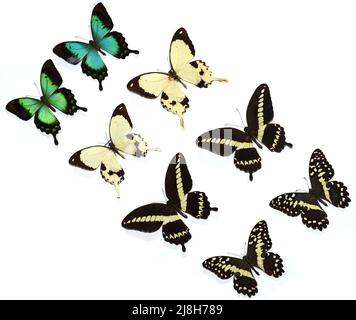 Farfalle isolate Papilio dardanus, Papilio gigon, Papilio demodocus Foto Stock
