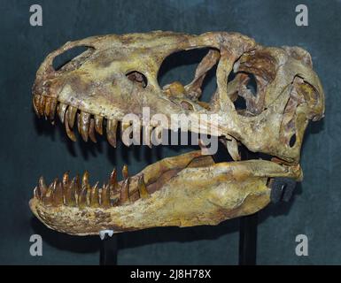 Reale scottatura di Tarbosaurus dinosauro baatar trovato in Mongolia Gobi deserto Foto Stock