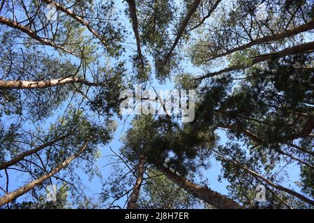 Guardando in su in pino deciduo alberi di foresta Woods Canopy. Vista inferiore sfondo grandangolare. Foresta di Greenwood. Guarda le cime degli alberi. Bott Foto Stock