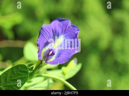 Primo piano di una splendida Butterfly Pea o Aparajita fiore in fiore alla luce del sole Foto Stock