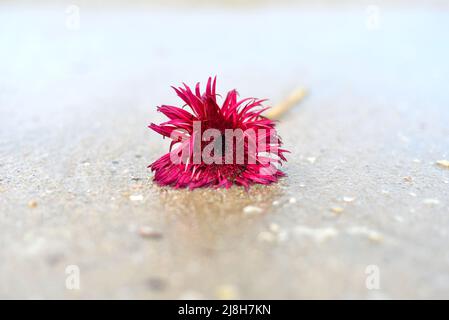 Fiore di mini gerbera Punki Arthur sulla sabbia vicino al mare della Cina del Sud in Vietnam Foto Stock