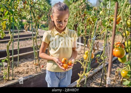 Ragazza toccante ammirando pomodori crescenti in giardino Foto Stock