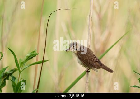 Wiek, Germania. 01st luglio 2021. 01.07.2021, Wiek su Ruegen. Uno stagno Warbler (Acrocephalus scirpaceus) è seduto su una canna in un piccolo stagno vicino Wiek. L'uccello ha catturato insetti nel suo becco. Credit: Wolfram Steinberg/dpa Credit: Wolfram Steinberg/dpa/Alamy Live News Foto Stock