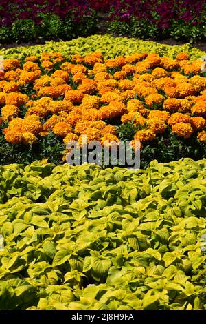 Bella arancio Marigold fiori, sorprendente estate fiori di macchia marigold, estate flora ornamentale. I marigolds gialli fioriti crescono sul fiore. Foto Stock