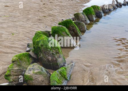 Primo piano dettaglio dei Timberi marcianti su un lato del Sally’, un brigg di Pollaca del 18th secolo sepolto da sabbia con erba di mare. Foto Stock