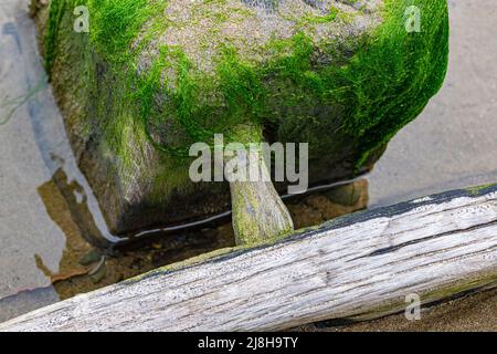 Primo piano dettaglio di Pollata PEG costruzione con Timberi marcianti del Sally’, 18th secolo Pollata Brigg sepolto da sabbia con Trunnel & Wood Grain Foto Stock