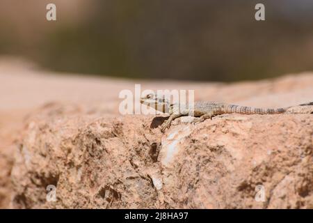 Un drago dipinto selvatico lucertola Stellagama stellio brachydactyla su una roccia in Giordania in Medio Oriente Foto Stock