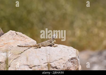 Un drago dipinto selvatico lucertola Stellagama stellio brachydactyla su una roccia in Giordania in Medio Oriente Foto Stock