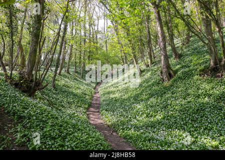 Aglio selvatico nel bosco Foto Stock