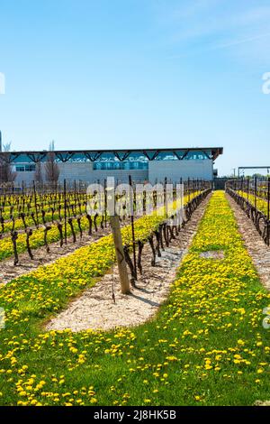Jackson-Triggs, Niagara-on-the-Lake Foto Stock