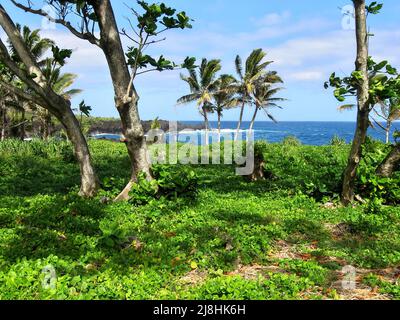 Vegetazione lussureggiante e palme crescono vicino all'Oceano al Waianapanapa state Park a Hana, Hawaii Foto Stock