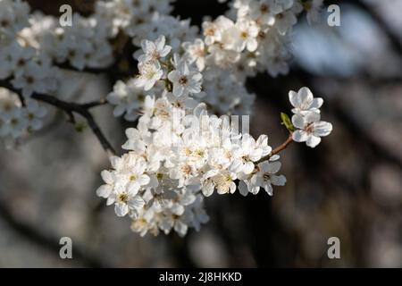 Ciliegia prugna ramoscello in fiore da vicino, albero di frutta con fiore lussureggiante durante la soleggiata primavera giorno Foto Stock