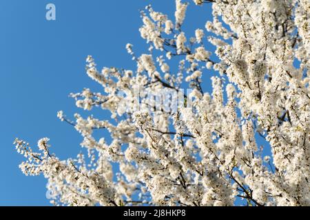 Prugna di ciliegia in fiore contro il cielo blu, albero di frutta in fiore lussureggiante durante la soleggiata primavera Foto Stock