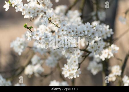 Rametto di prugna di ciliegia in fiore da vicino, albero di frutta con fiore lussureggiante durante la soleggiata primavera Foto Stock