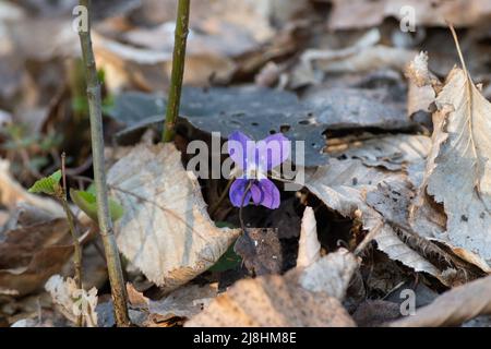 Foresta viola in primavera primo piano, fiori selvatici in foresta impostazione Foto Stock