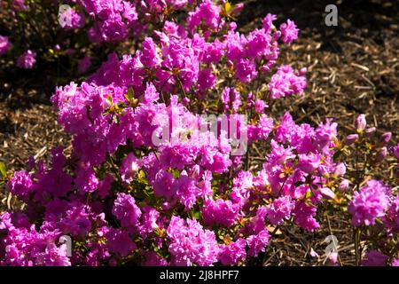 Rhododendron 'Elsie Lee' Azalea giapponese a RHS Garden Wisley, Surrey, Inghilterra, UK, 2022 ore al giorno Foto Stock