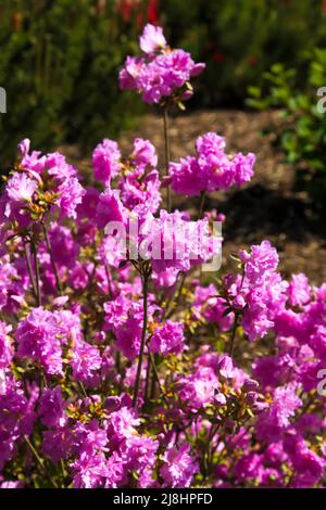 Rhododendron 'Elsie Lee' Azalea giapponese a RHS Garden Wisley, Surrey, Inghilterra, UK, 2022 ore al giorno Foto Stock