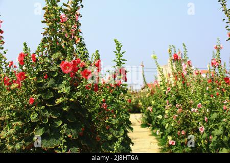Incredibile scenario di fiori di Hollyhock (Alcea rosea) fioriti con vialetto, vista di fiori di Hollyhock rossi e rosa in una giornata di sole Foto Stock