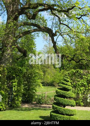 Giardini olandesi da visitare: Topiario, alberi, sentieri e parco - caratteristiche del giardino paesaggistico a De Wiersse vicino Vorden nei Paesi Bassi. Foto Stock