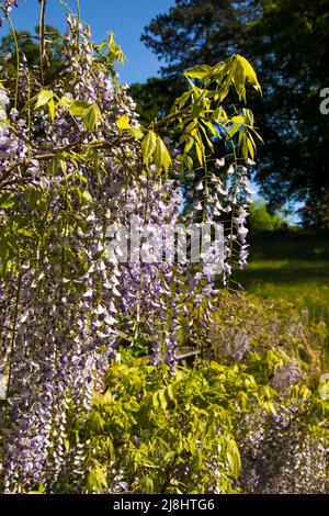 Wisteria Floribunda in fiore a RHS Wisley Garden, Surrey, Inghilterra, UK, 2022 giorno Foto Stock