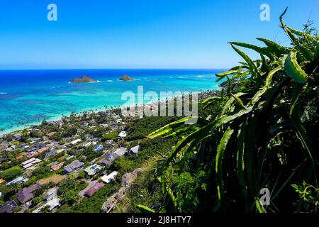 Cactuses sopra il quartiere di fronte oceano di Lanikai Beach a Kailua, come visto dalla escursione a colonna Lanikai, sul lato orientale di Oahu in Hawaii, U. Foto Stock