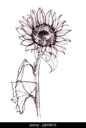 Illustrazione con inchiostro nero di un girasole su sfondo bianco. Foto Stock