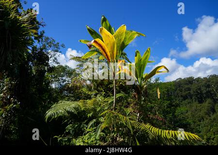 Pianta tropicale nell'Akaka Falls state Park sulla Big Island delle Hawaii, Stati Uniti Foto Stock