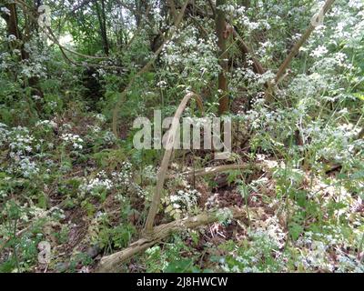 Paesaggio primaverile intimo di mucca-prezzemolo massaggiato (Anthriscus sylvestris) in bosco gestito, natura semi-astratta Foto Stock