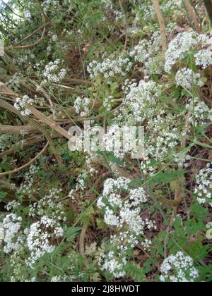 Paesaggio primaverile intimo di mucca-prezzemolo massaggiato (Anthriscus sylvestris) in bosco gestito, natura semi-astratta Foto Stock