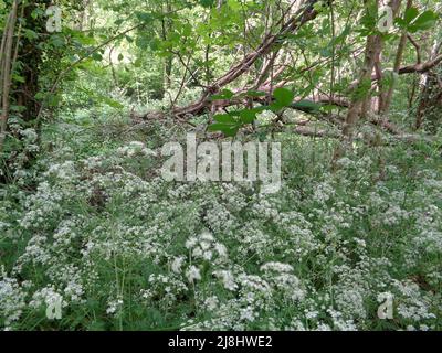 Paesaggio primaverile intimo di mucca-prezzemolo massaggiato (Anthriscus sylvestris) in bosco gestito, natura semi-astratta Foto Stock