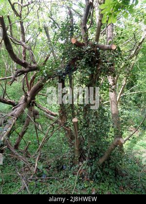 Paesaggio primaverile intimo di mucca-prezzemolo massaggiato (Anthriscus sylvestris) in bosco gestito, natura semi-astratta Foto Stock