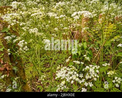 Paesaggio primaverile intimo di mucca-prezzemolo massaggiato (Anthriscus sylvestris) in bosco gestito, natura semi-astratta Foto Stock