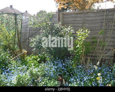 Recinzione in legno giardino un po 'peggio per l'usura a Londra giardino urbano e primavera sole, dimentica di me not (Myosotis scorpioides) prominente in primo piano Foto Stock