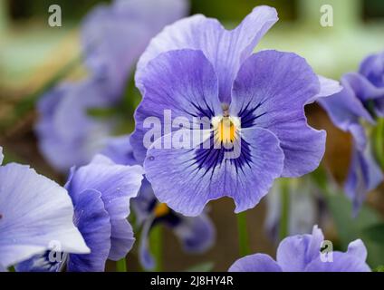 Primo piano di belle primavera fiorito blu e viola Pansies (Viola tricolore var. Hortensis) Foto Stock