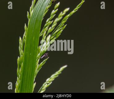 Primo piano di una mosca comune (Musca domestica) che poggia su una testa verde chiaro di seme di erba del fiume Foto Stock