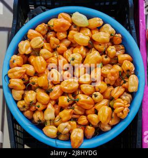 Peperoni arancioni habanero posti su una mensola per la vendita all'interno di un mercato Foto Stock