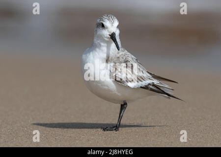 Sanderling, Calidris alba, piccolo avvallatore su ornitaglio di inverno, Norfolk, UK Foto Stock